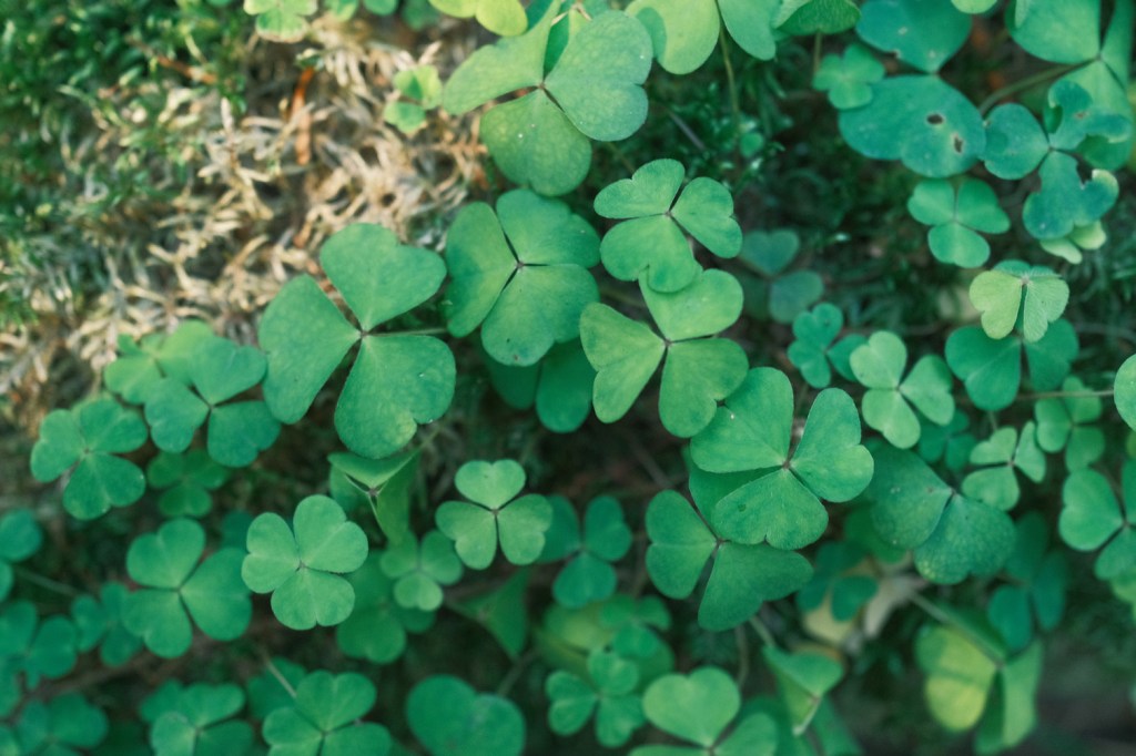 Miscellaneous Pictures IV