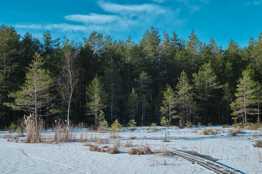 Pictures from the Snowy Forest and Cliffs of&nbsp;Sipoonkorpi