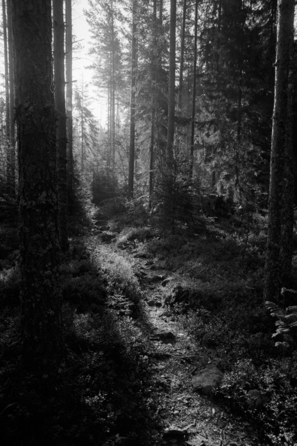 Morning Trip to Lake&nbsp;Joutsijärvi