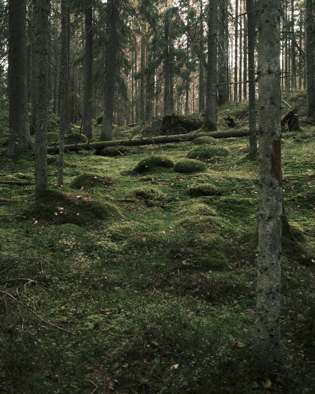 Forest in a City,&nbsp;Niivermäki