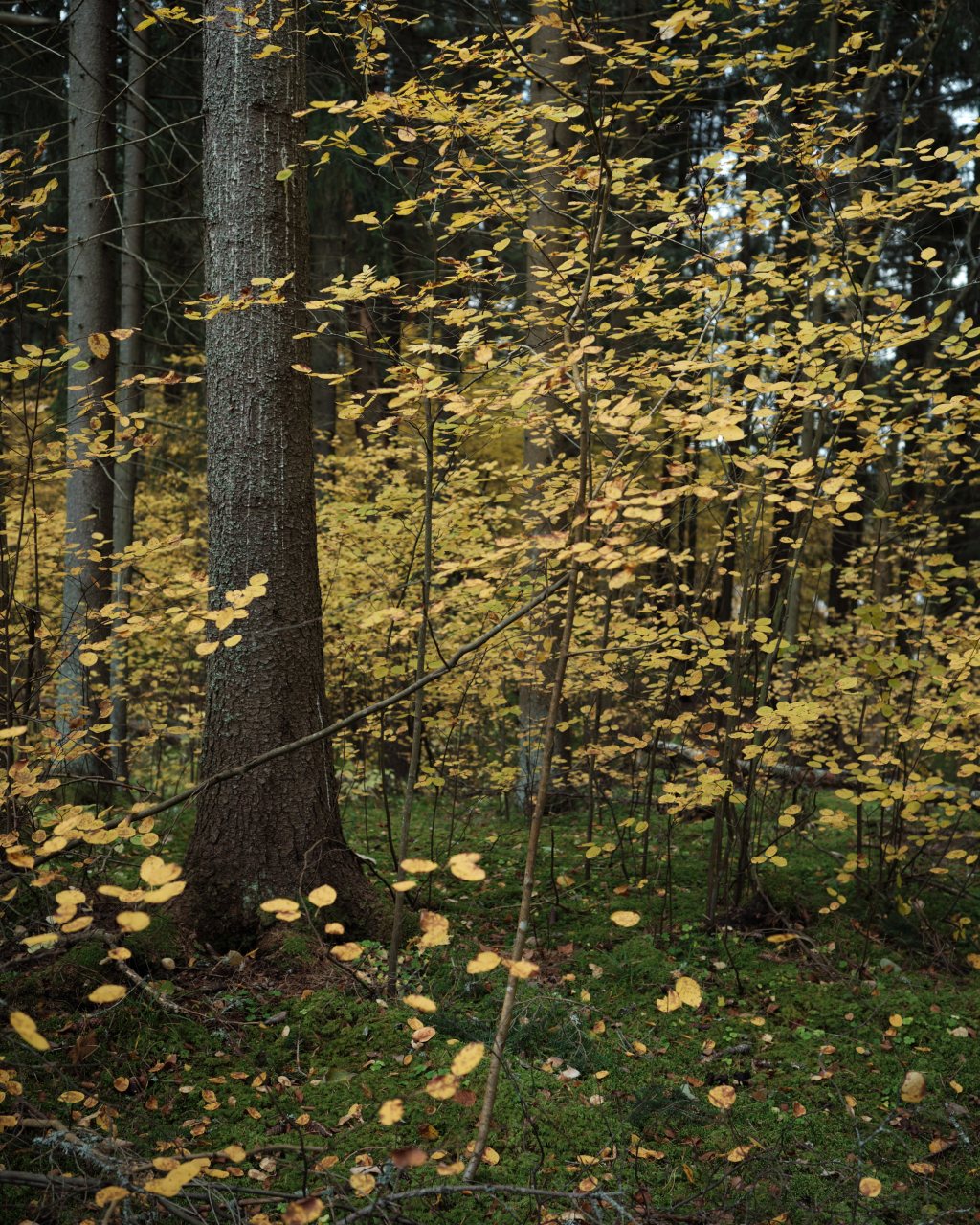 Cloudy Autumn, Kouvola