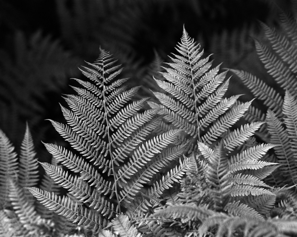 Ferns and Flowers, Pictures from&nbsp;Haminalahti