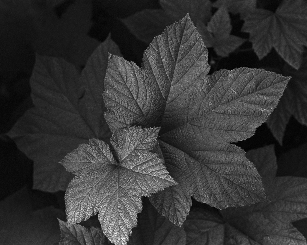 Leaves in a Park, Pictures from&nbsp;Varkaus
