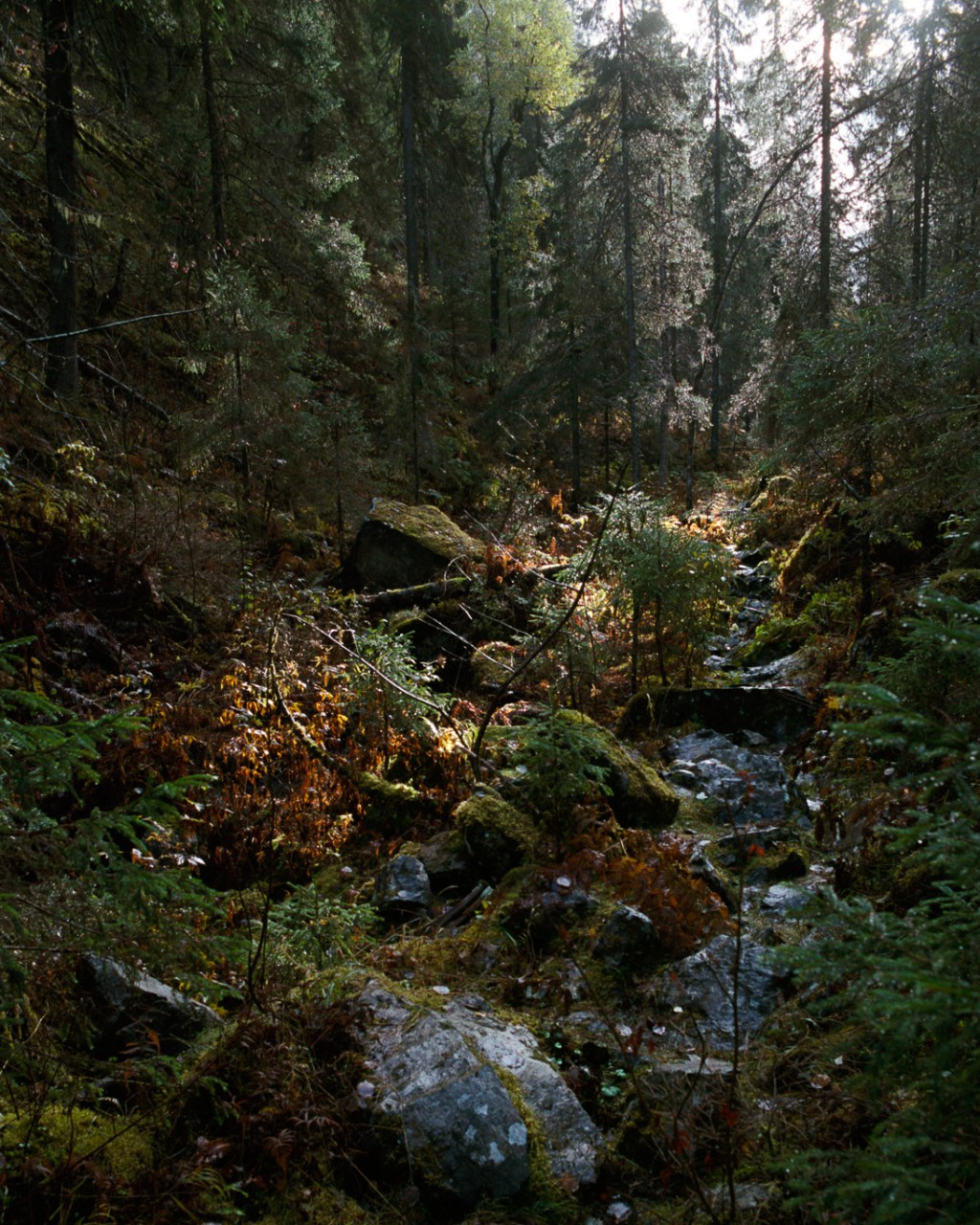 Autumn at Kolvananuuro&nbsp;Ravine