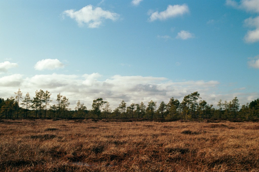 Swamp and Lake at Kurjenrahka National Park