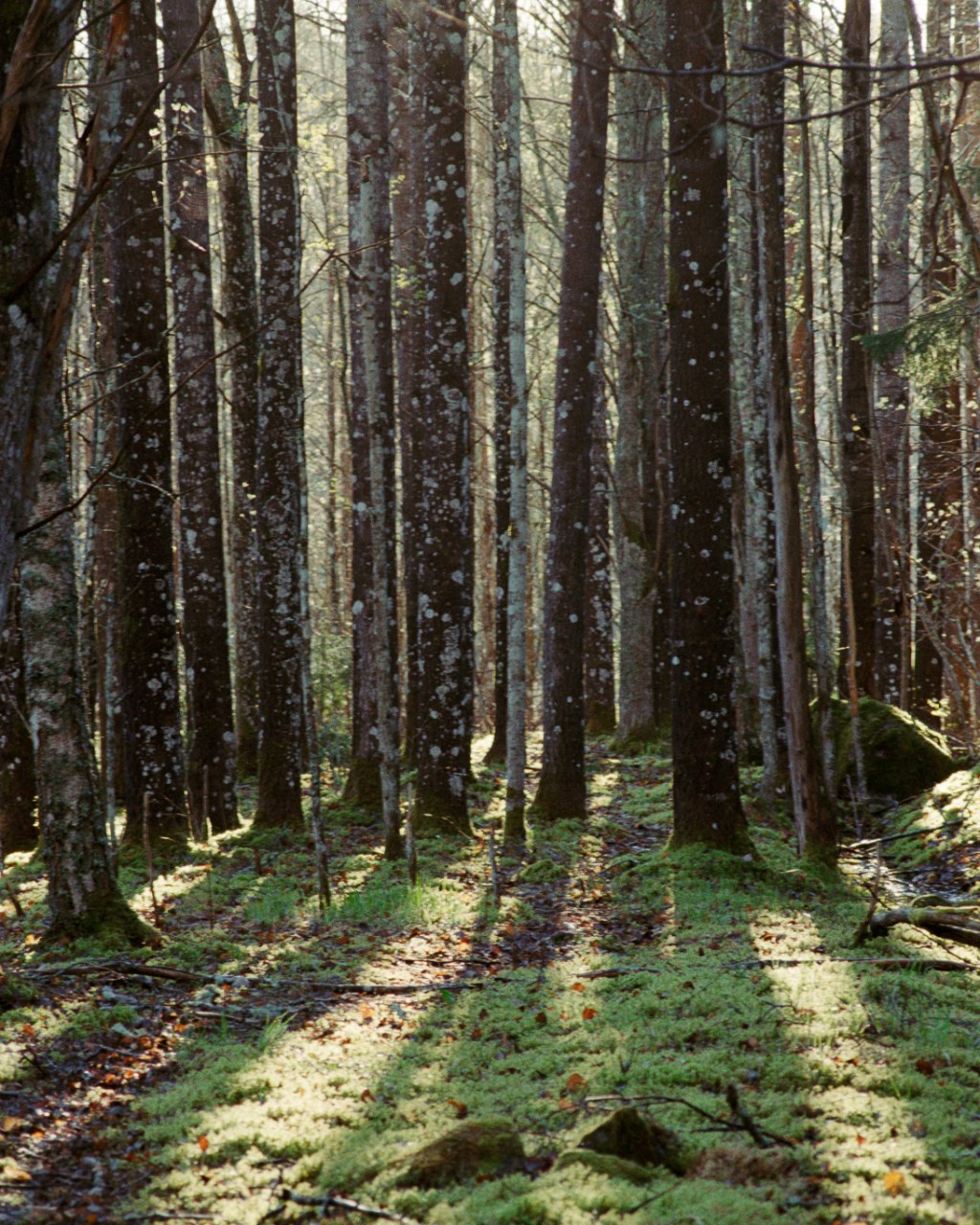 In the Forests of Katariinanlaakso
