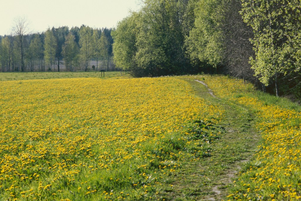 Flowers of Spring at Vaarjoki&nbsp;Trail