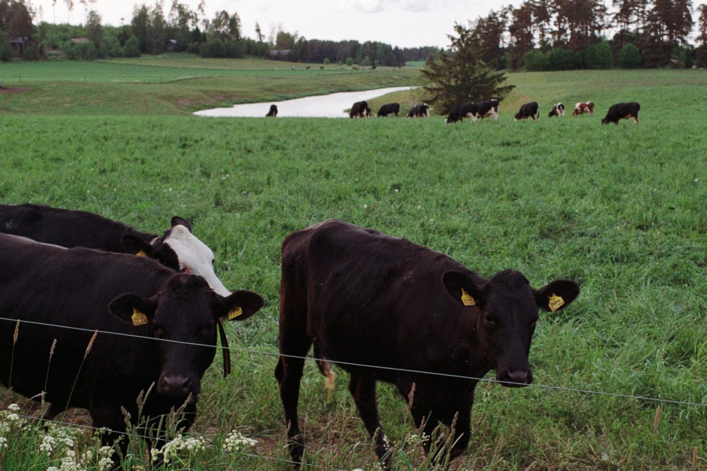 A Ride through the Countryside of Rusko in&nbsp;Summer