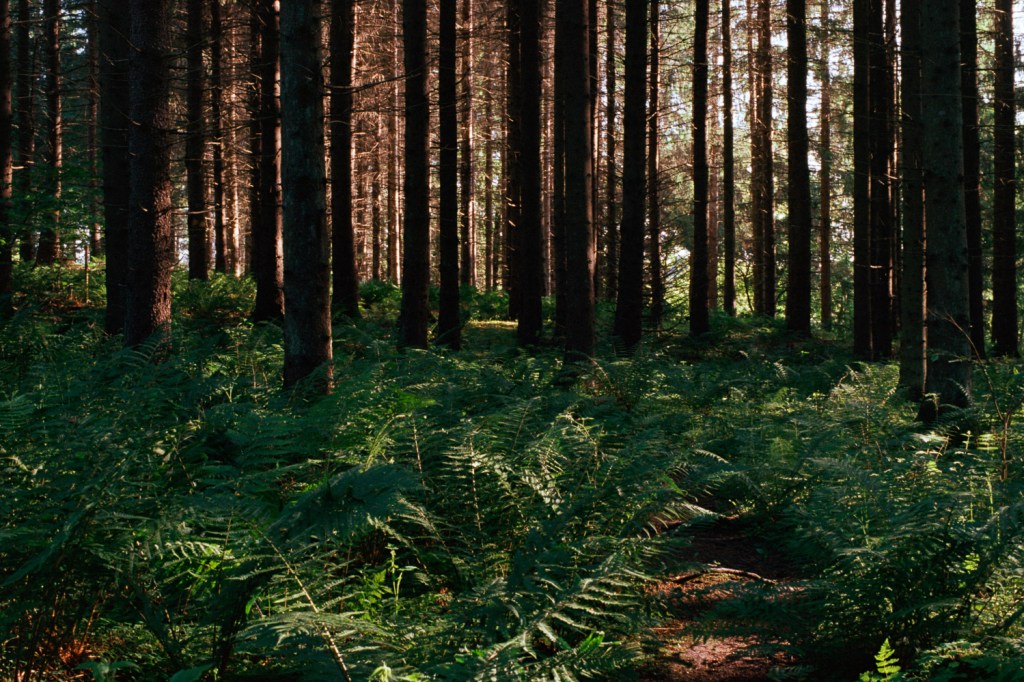 Trail Through the Forests of&nbsp;Fiskari