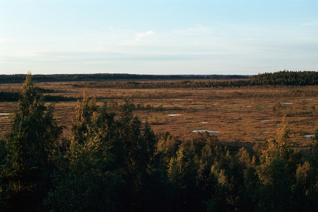 Evening at Torronsuo&nbsp;Swamp