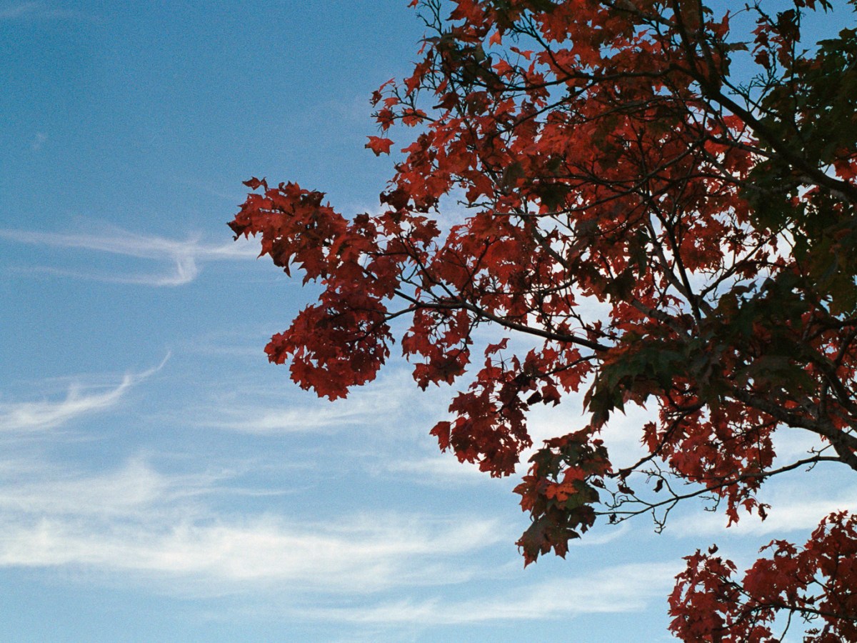 Miscellanious Pictures X, Walks in Parks and&nbsp;Raunistula