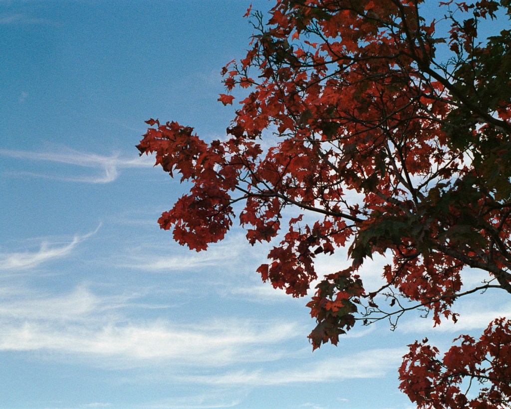 Miscellanious Pictures X, Walks in Parks and&nbsp;Raunistula