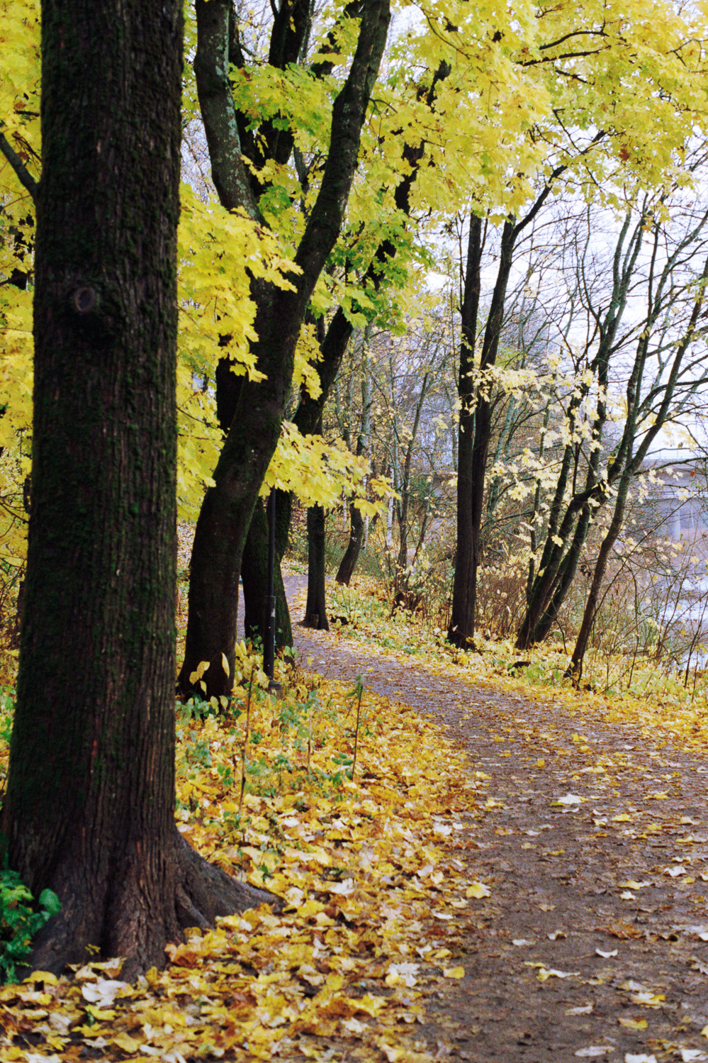 Grey and Colorful Autumn Morning at Aurajoki River