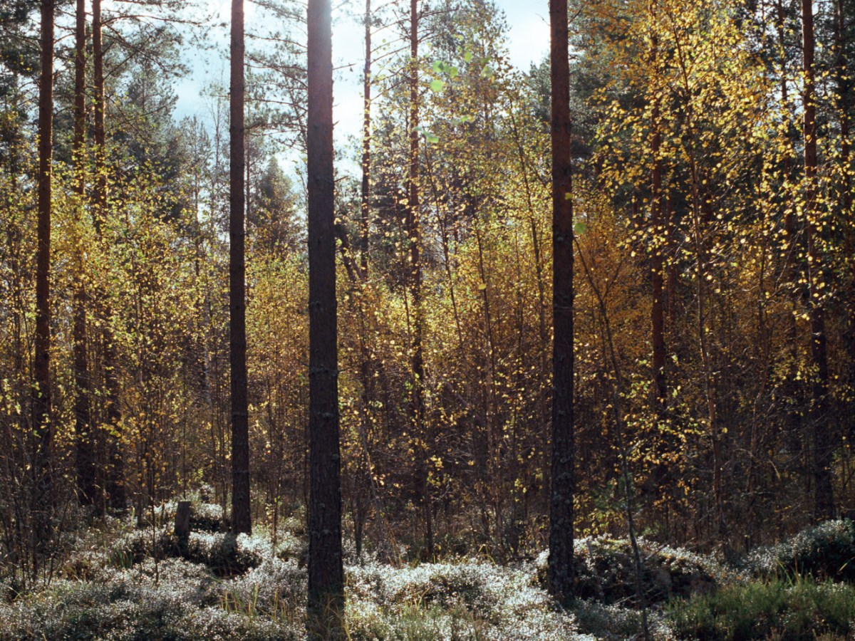 Autumn Trail Through Forest and Swamp at Vaskijärvi Nature&nbsp;Park