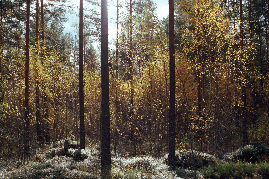 Autumn Trail Through Forest and Swamp at Vaskijärvi Nature&nbsp;Park