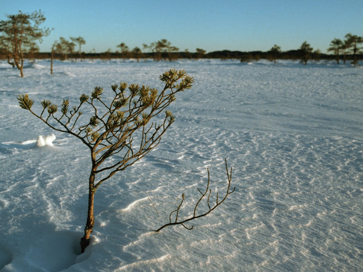 Walking in the Swamp of Torronsuo in&nbsp;Winter