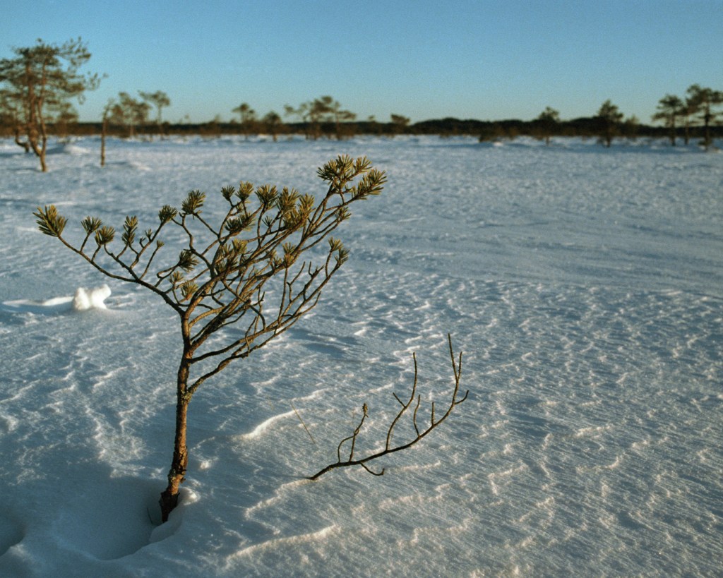 Walking in the Swamp of Torronsuo in&nbsp;Winter