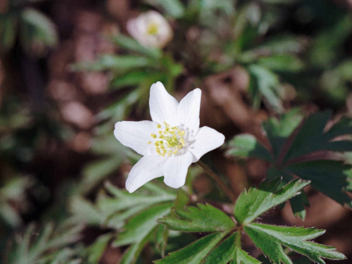 Spring Flowers in&nbsp;Turku